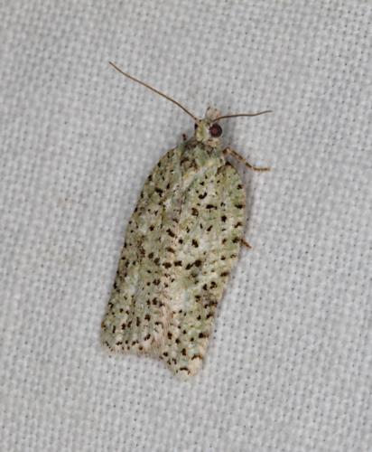 Acleris literana